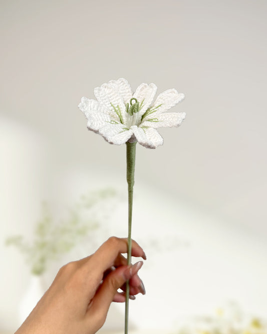 Lewisia Cotyledon - One Branch